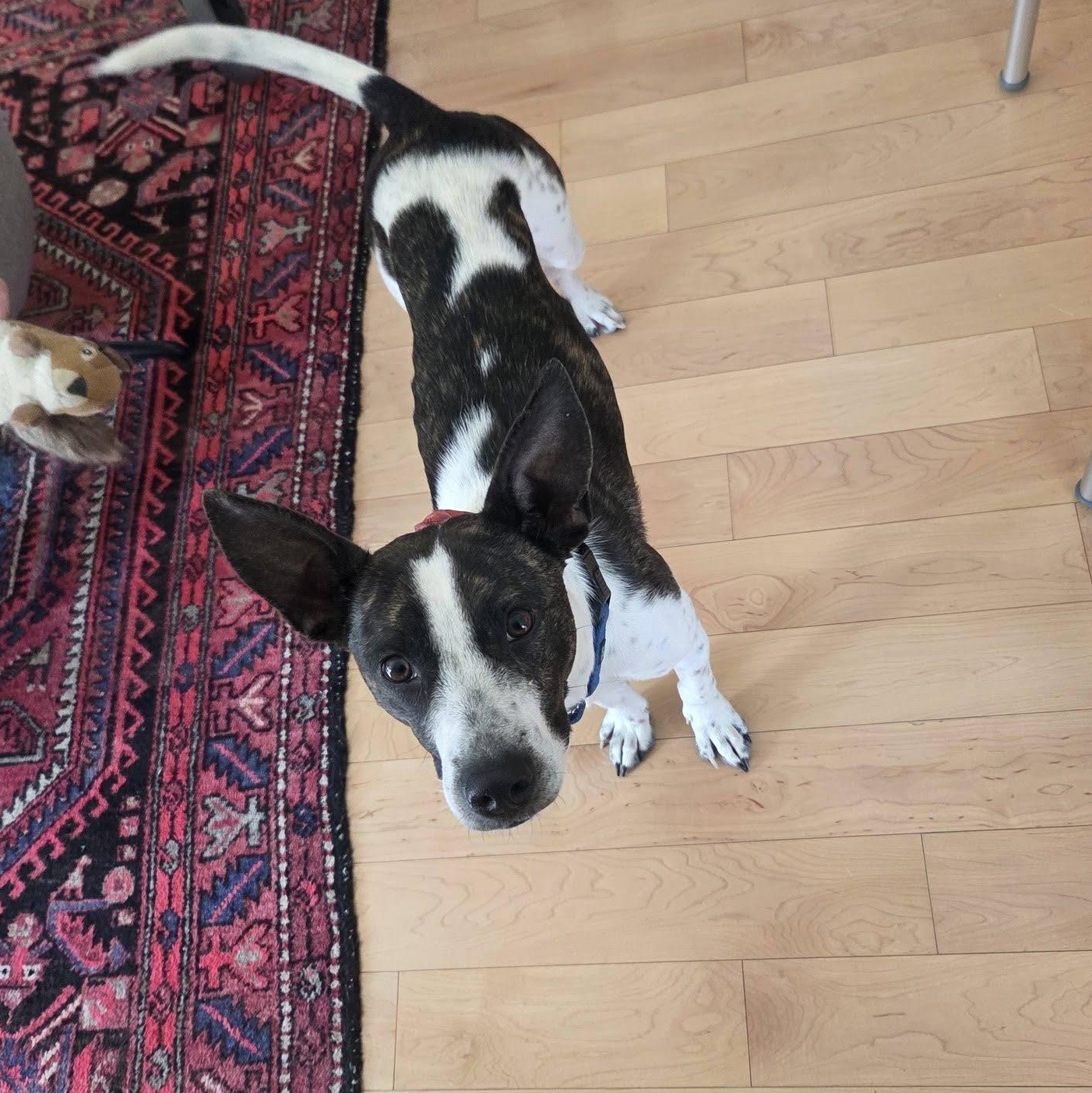 Lachlan, a ADOPTABLE mixed breed in Woolwich, ME image 1/6