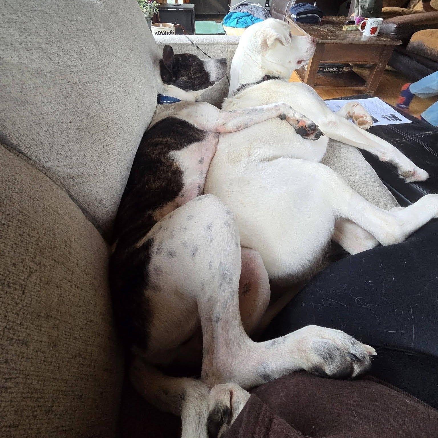 Lachlan, a ADOPTABLE mixed breed in Woolwich, ME image 5/6