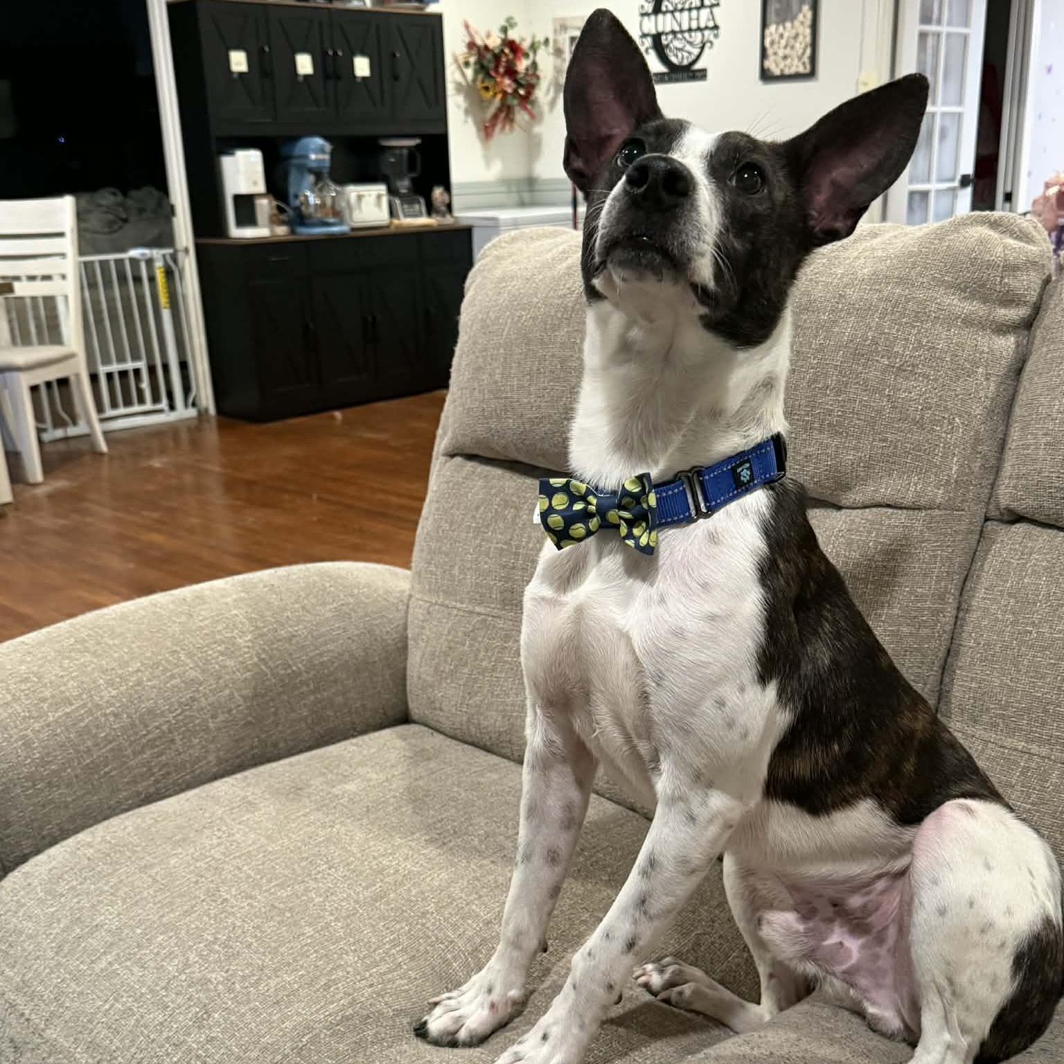 Enlarge Lachlan, a ADOPTABLE mixed breed in Woolwich, ME image 6/6