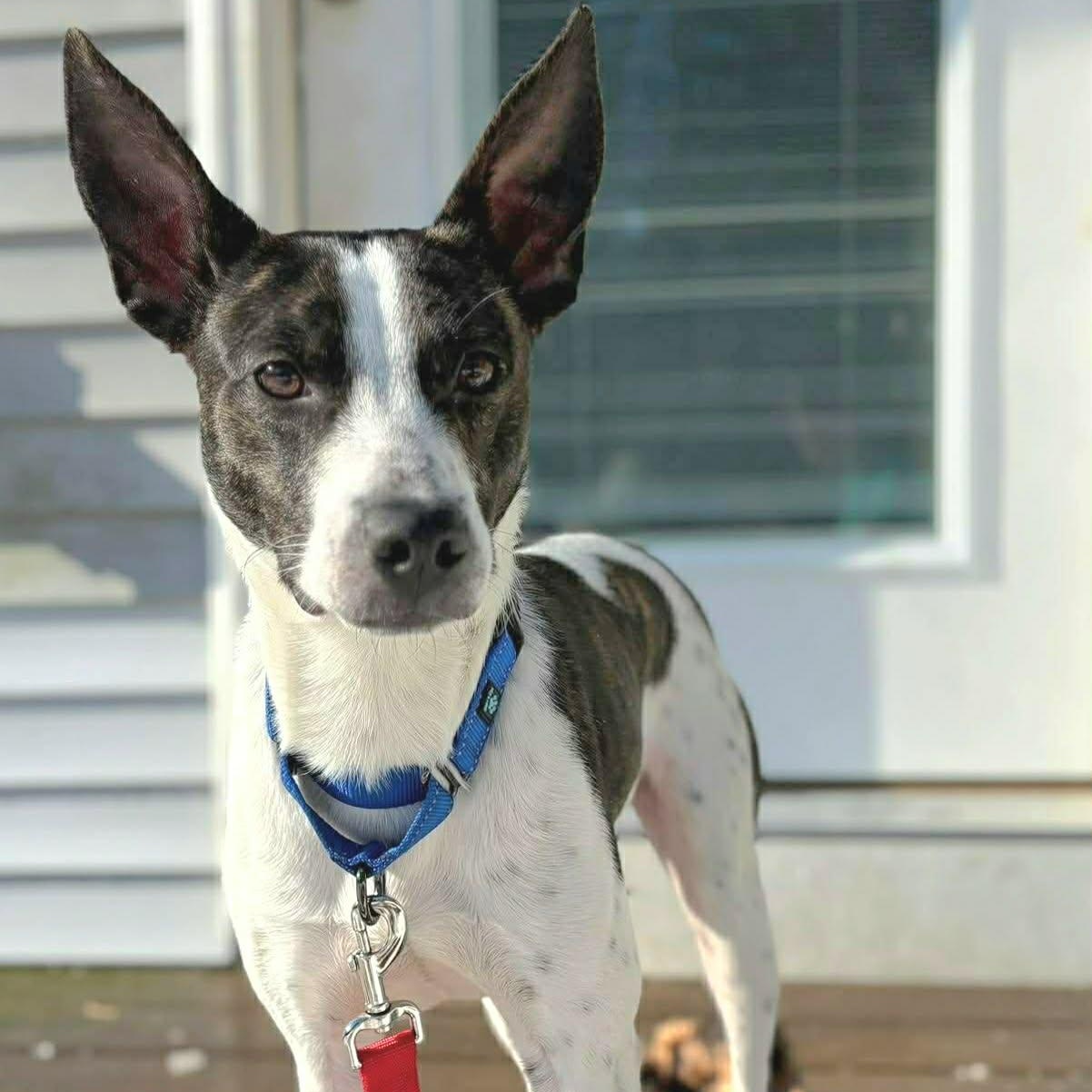 Enlarge Lachlan, a ADOPTABLE mixed breed in Woolwich, ME image 3/6