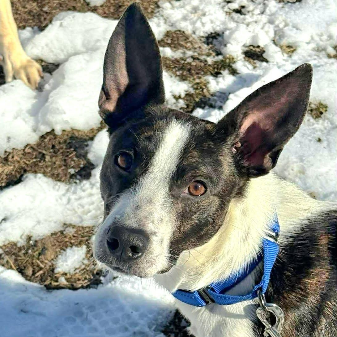 Enlarge Lachlan, a ADOPTABLE mixed breed in Woolwich, ME image 4/6
