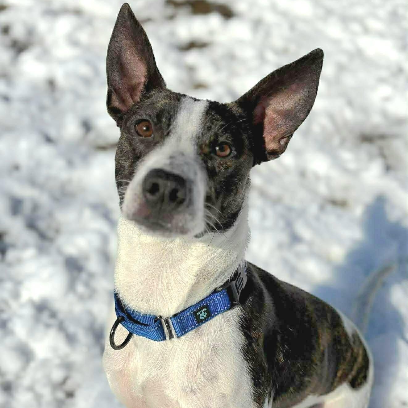 Enlarge Lachlan, a ADOPTABLE mixed breed in Woolwich, ME image 5/6