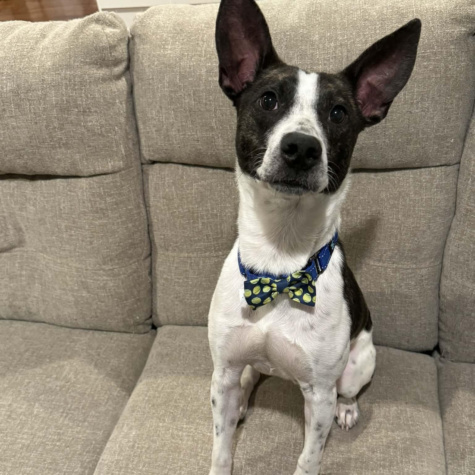 Lachlan, ADOPTABLE, Adult Male Cattle Dog.