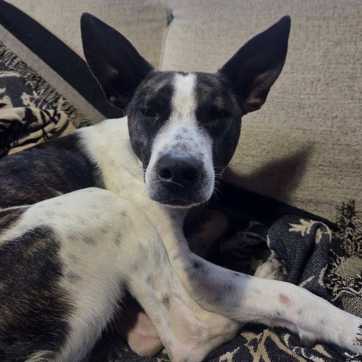 Lachlan, a ADOPTABLE mixed breed in Woolwich, ME image 4/6