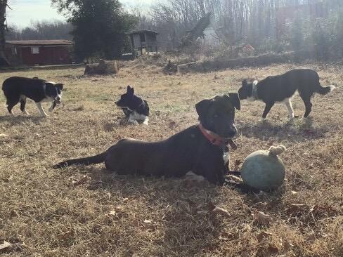 Enlarge Tobias, a ADOPTABLE mixed breed in Farmville, VA image 4/4