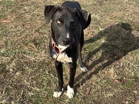 Enlarge Tobias, a ADOPTABLE mixed breed in Farmville, VA image 1/4