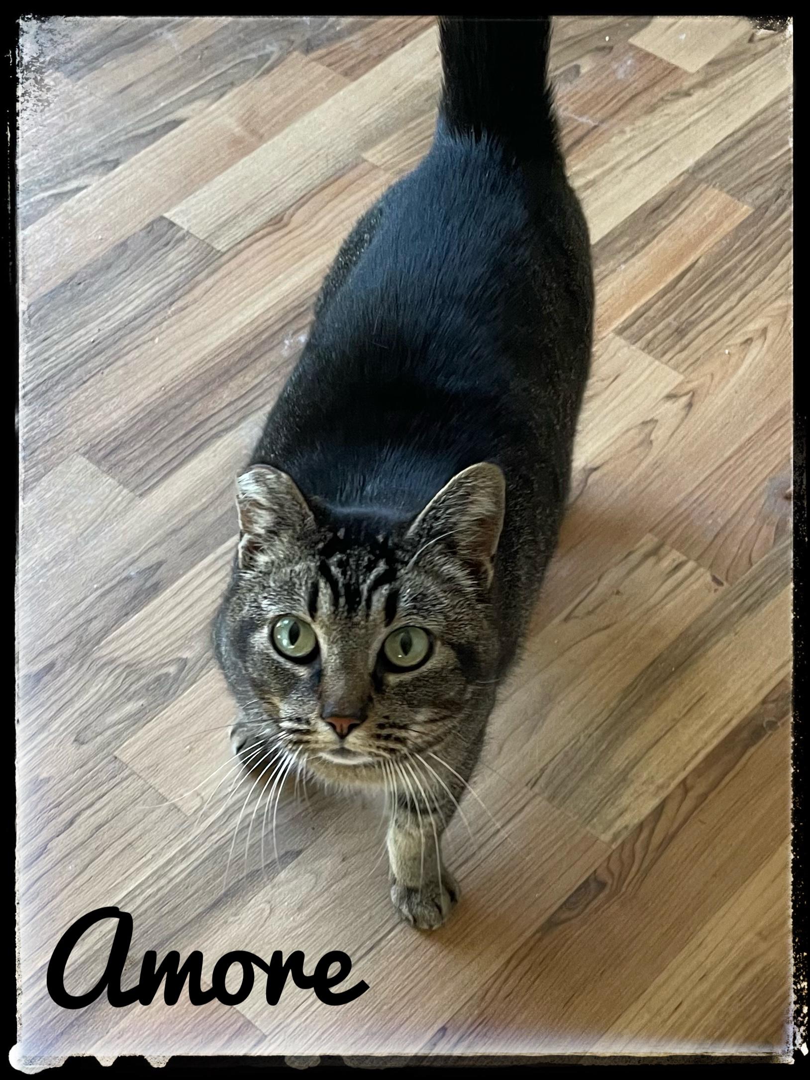 Amore, Adoptable, Adult Female Domestic Short Hair.