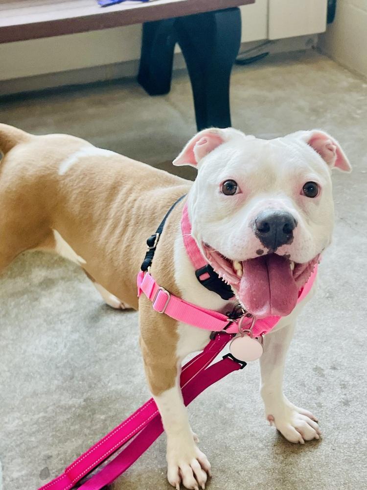 Enlarge Princess Nene, a Adoptable mixed breed in Minneapolis, MN image 2/6