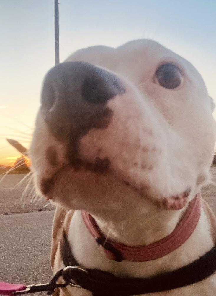 Enlarge Princess Nene, a Adoptable mixed breed in Minneapolis, MN image 3/6