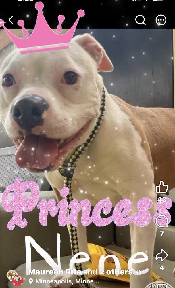 Enlarge Princess Nene, a Adoptable mixed breed in Minneapolis, MN image 5/6