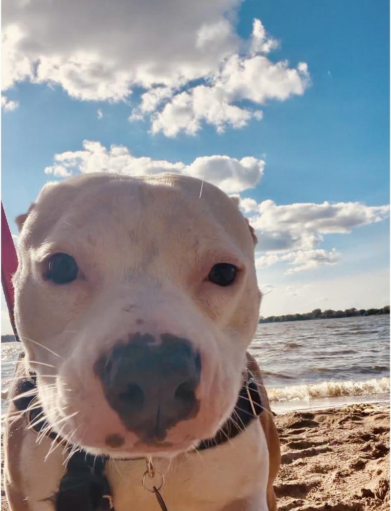 Enlarge Princess Nene, a Adoptable mixed breed in Minneapolis, MN image 6/6