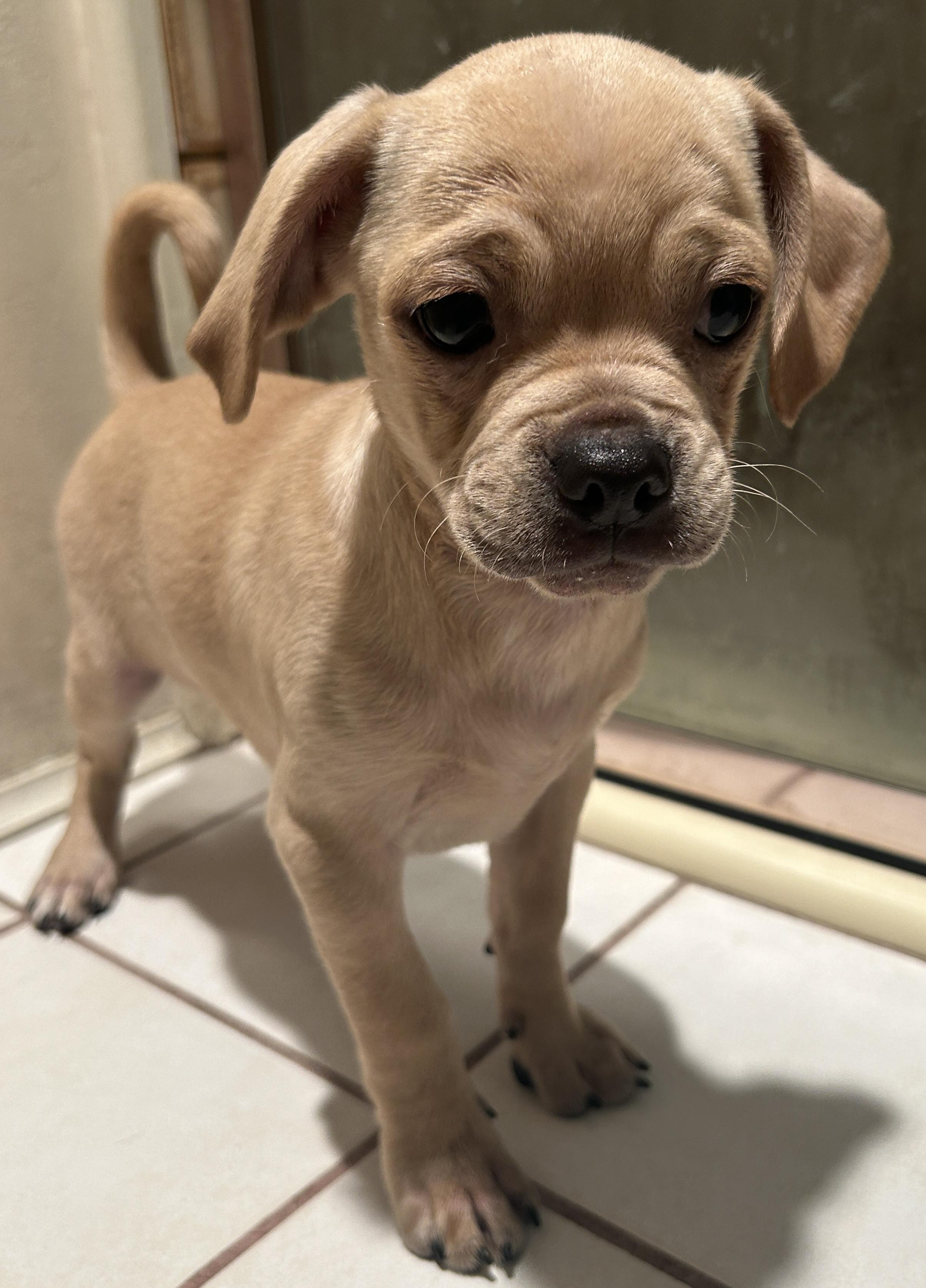 2 CHIHUAHUA MIX PUPPIES