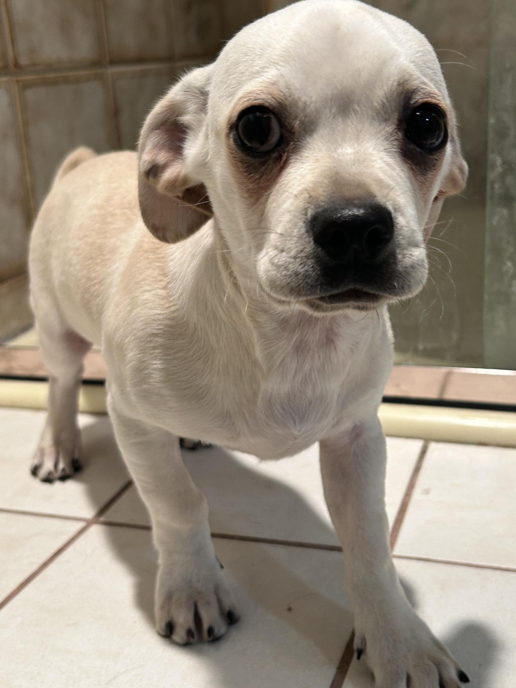 Enlarge 2 CHIHUAHUA MIX PUPPIES, a Adoptable mixed breed in El Cajon, CA image 2/6