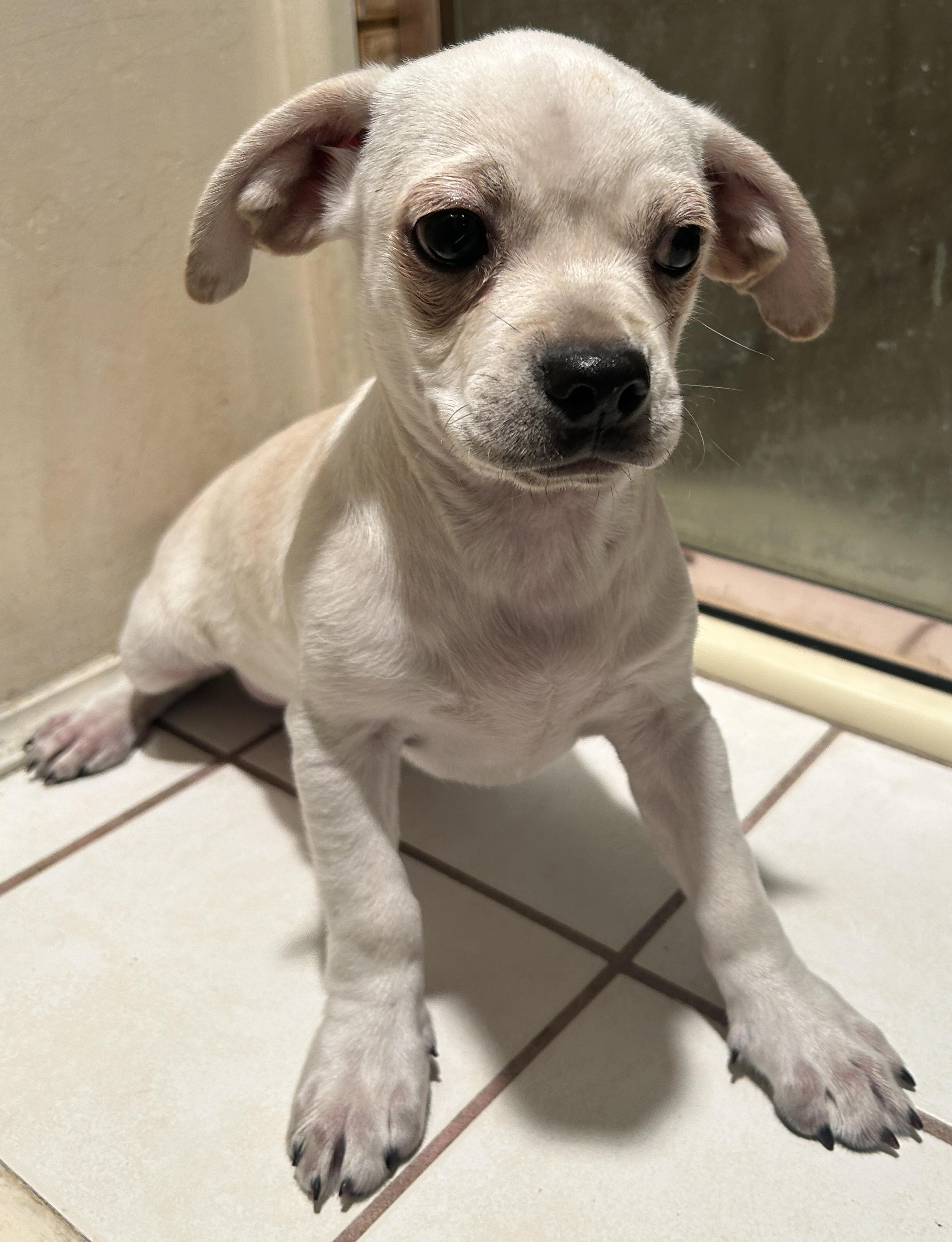 Enlarge 2 CHIHUAHUA MIX PUPPIES, a Adoptable mixed breed in El Cajon, CA image 3/6