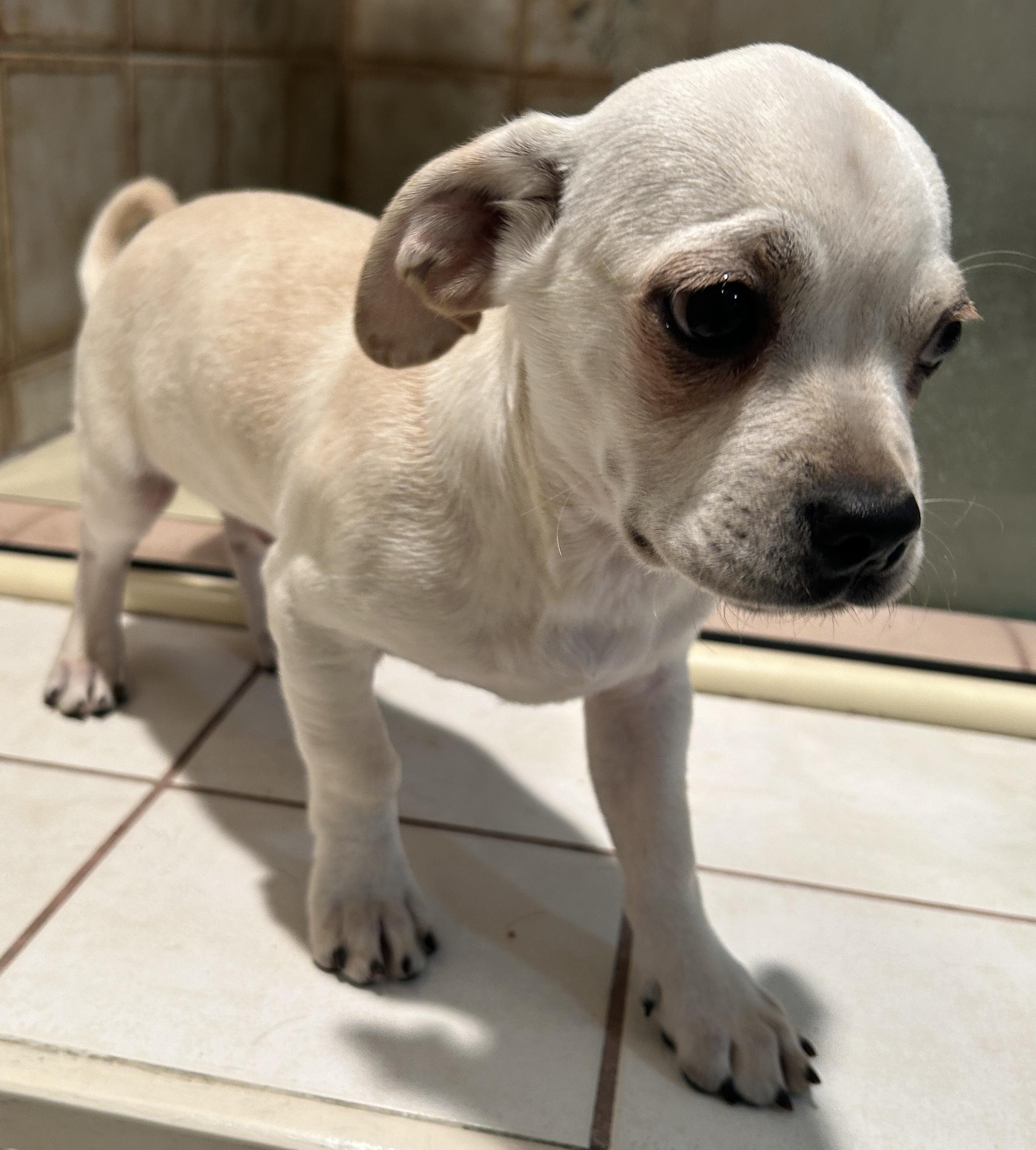 Enlarge 2 CHIHUAHUA MIX PUPPIES, a Adoptable mixed breed in El Cajon, CA image 4/6