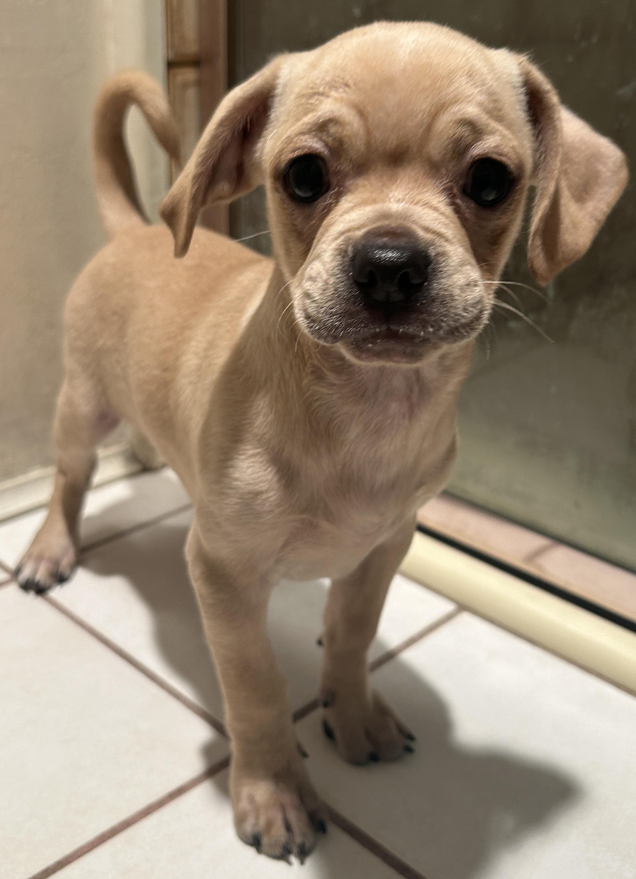 2 CHIHUAHUA MIX PUPPIES