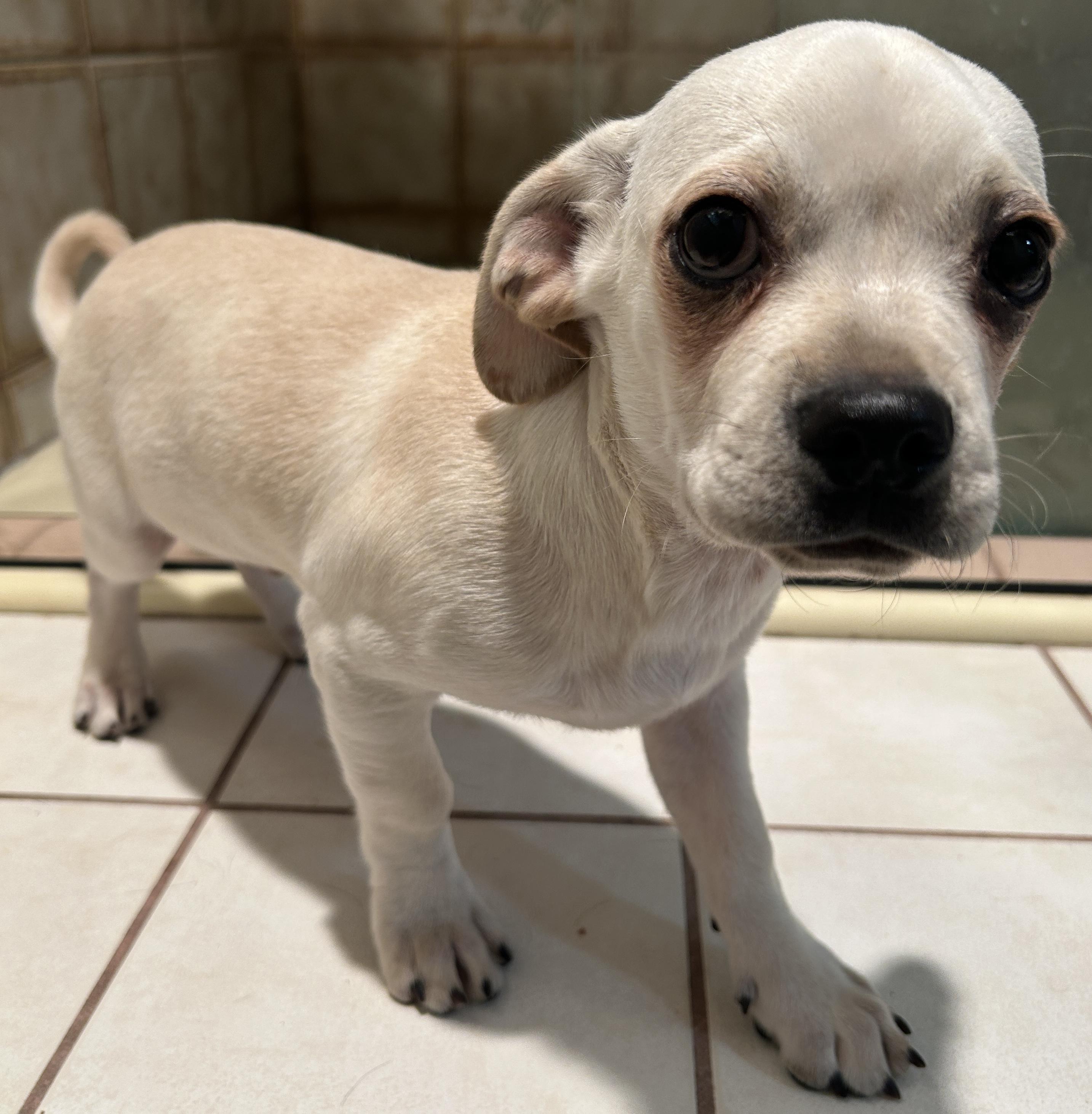 Enlarge 2 CHIHUAHUA MIX PUPPIES, a Adoptable mixed breed in El Cajon, CA image 6/6