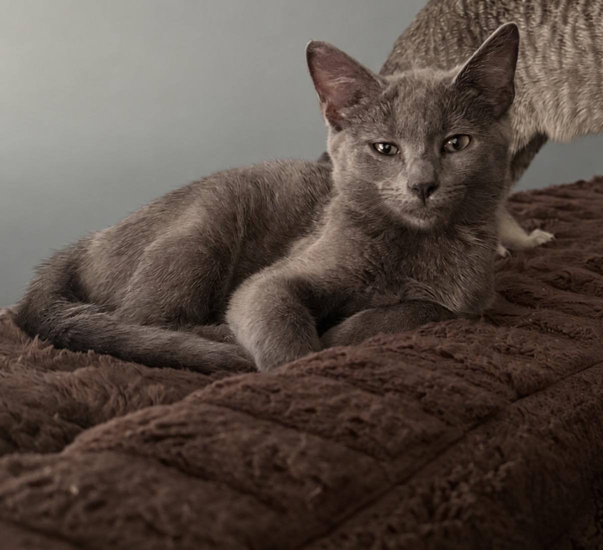 Enlarge Cloud, a Adoptable Domestic Short Hair in Maineville, OH image 1/2