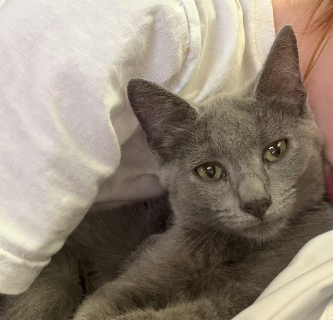 Enlarge Cloud, a Adoptable Domestic Short Hair in Maineville, OH image 2/2