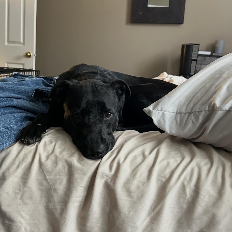 Stormy, a Adoptable mixed breed in Naperville, IL image 1/6