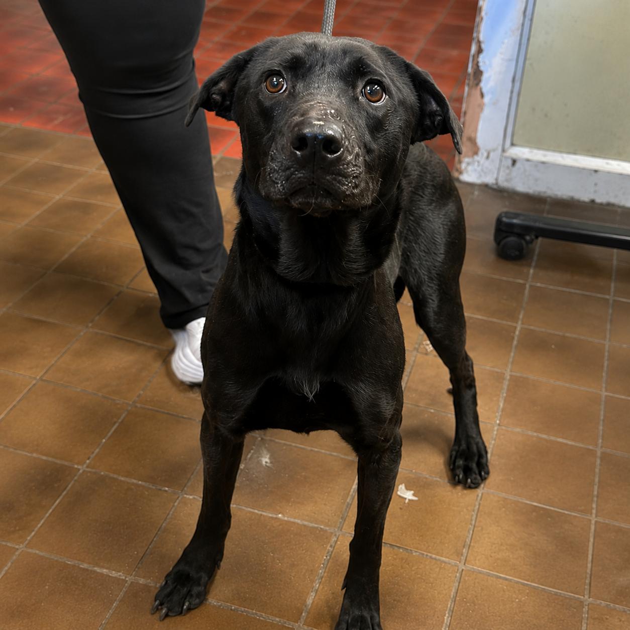 Stormy, a Adoptable mixed breed in Naperville, IL image 5/6