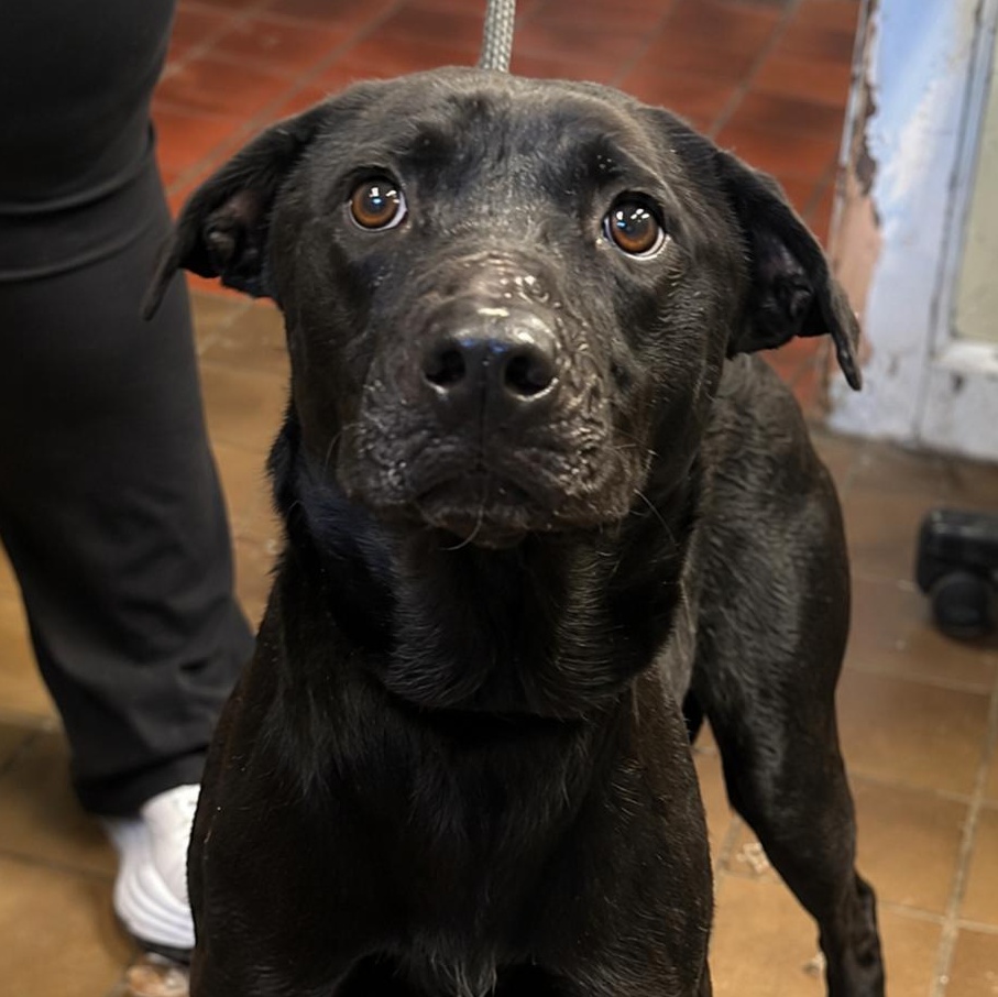 Stormy, a Adoptable mixed breed in Naperville, IL image 2/6