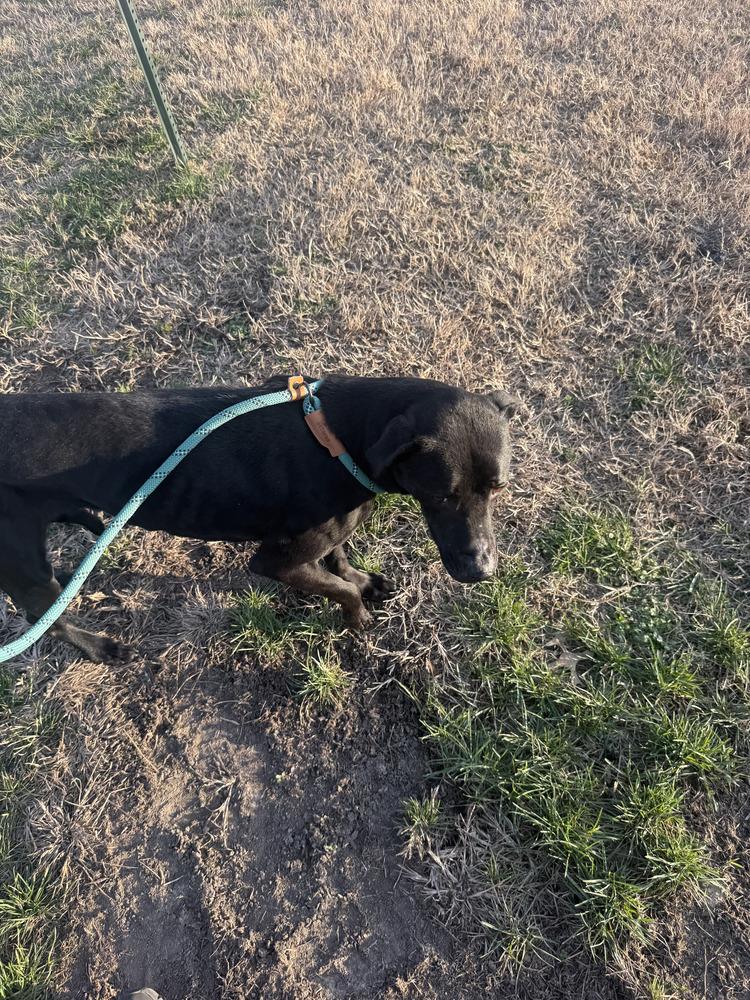 Enlarge Stormy, a Adoptable mixed breed in Naperville, IL image 3/3