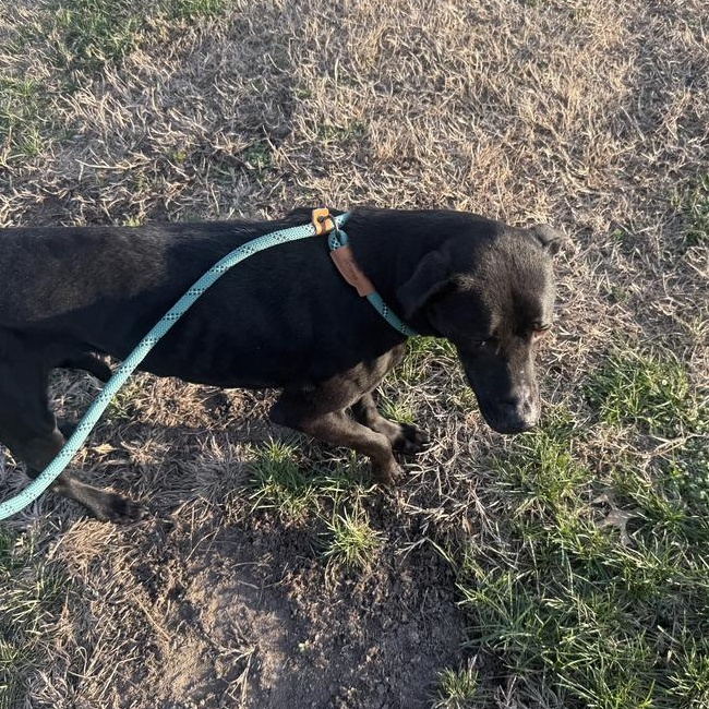 Stormy, a Adoptable mixed breed in Naperville, IL image 6/6