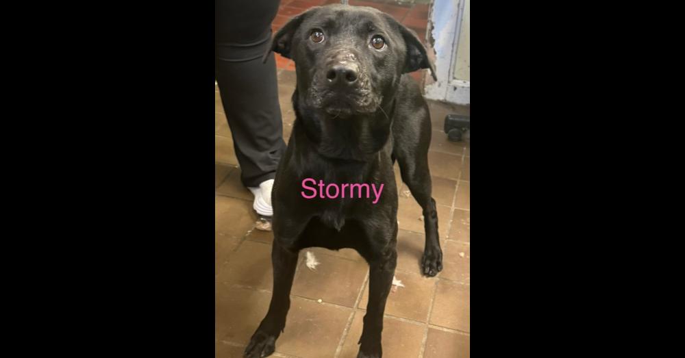Enlarge Stormy, a Adoptable mixed breed in Naperville, IL image 2/3