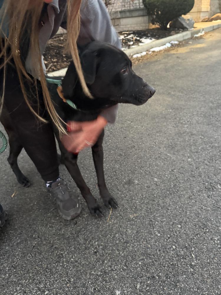 Stormy, Adoptable, Adult Female Labrador Retriever.