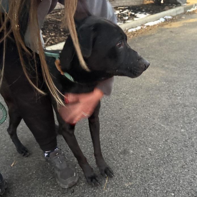 Stormy, a Adoptable mixed breed in Naperville, IL image 4/6