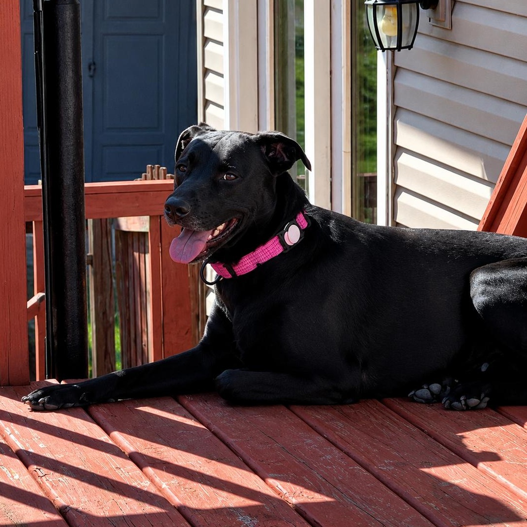 Stormy, a Adoptable mixed breed in Naperville, IL image 3/6