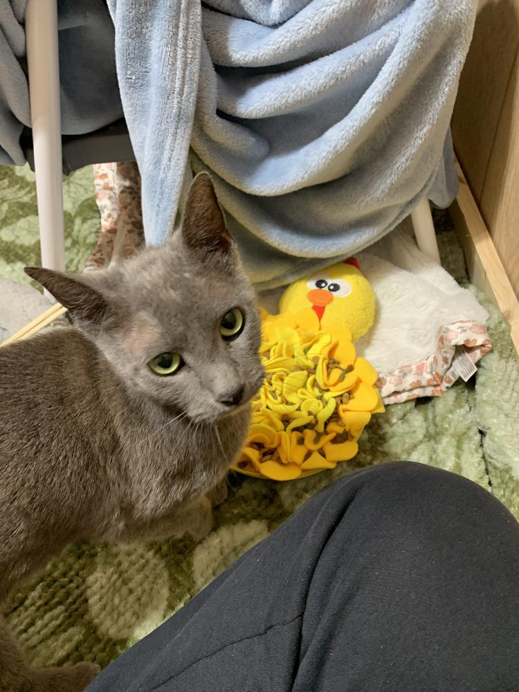 Linen, Adoptable, Young Female Domestic Short Hair & Domestic Short Hair.