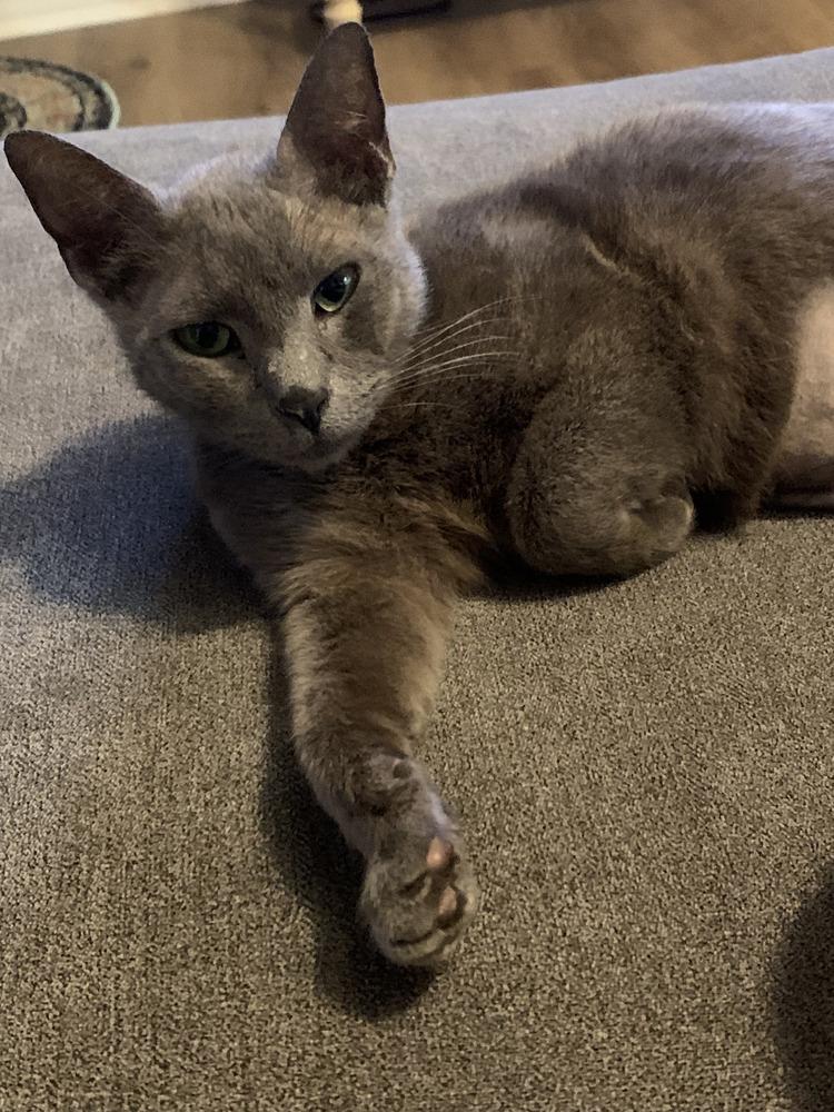 Enlarge Linen, a Adoptable mixed breed in Little Rock, AR image 2/2