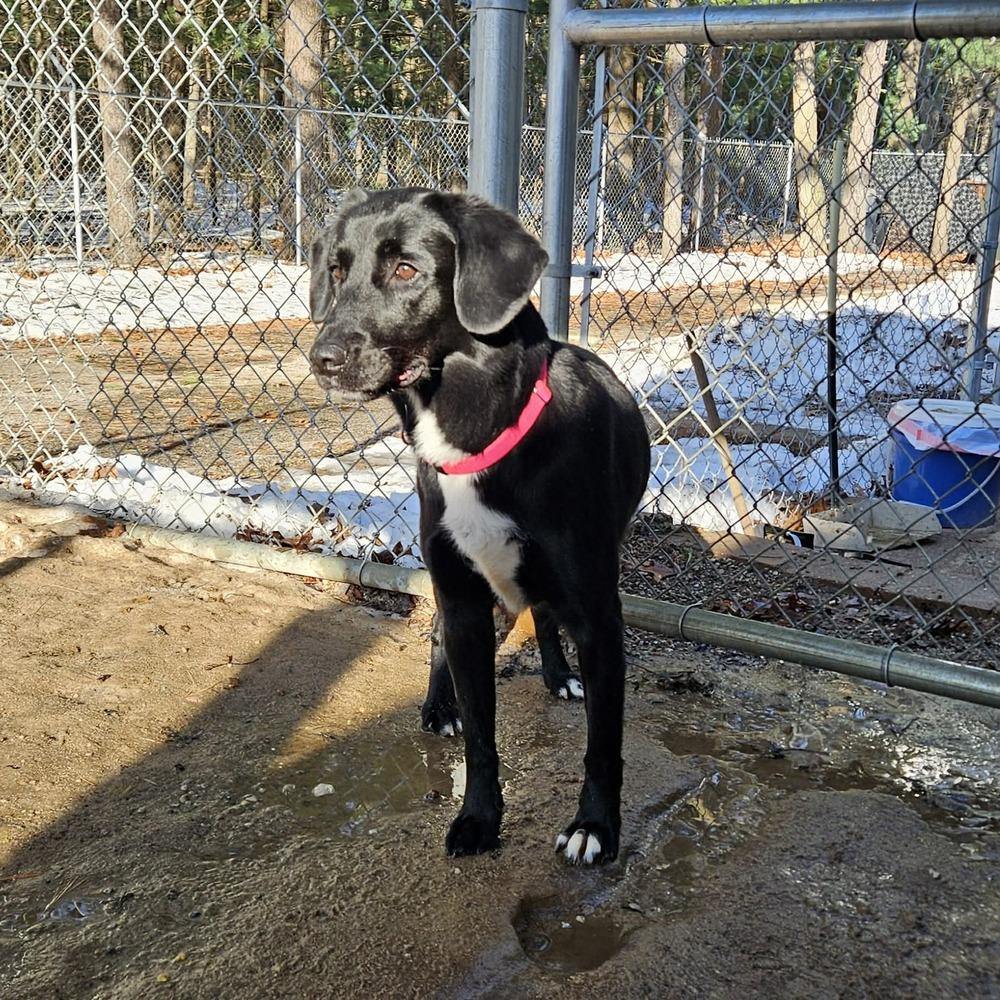 Janie, a Adoptable mixed breed in Muskegon, MI image 1/2