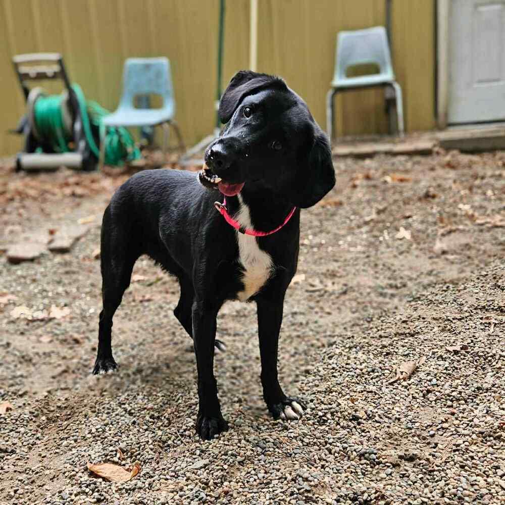 Janie, Adoptable, Adult Female Labrador Retriever.