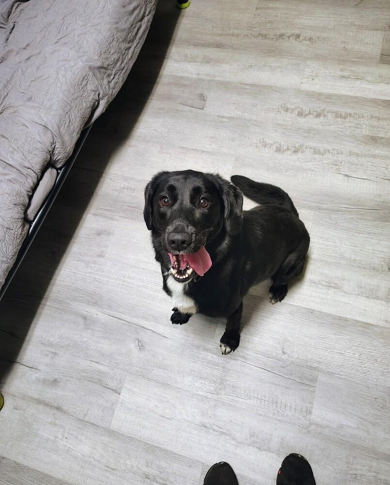 Janie, a Adopted mixed breed in Muskegon, MI image 3/3