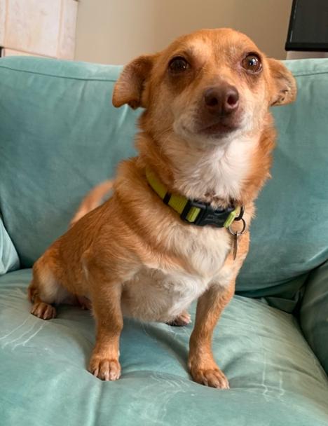 Enlarge Ginger, a Adoptable Chihuahua in Memphis, TN image 1/4