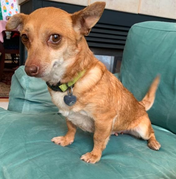 Enlarge Ginger, a Adoptable Chihuahua in Memphis, TN image 2/4