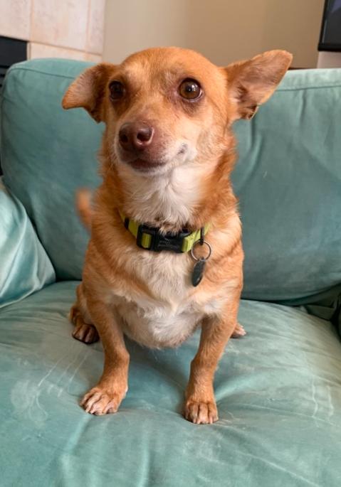 Enlarge Ginger, a Adoptable Chihuahua in Memphis, TN image 3/4