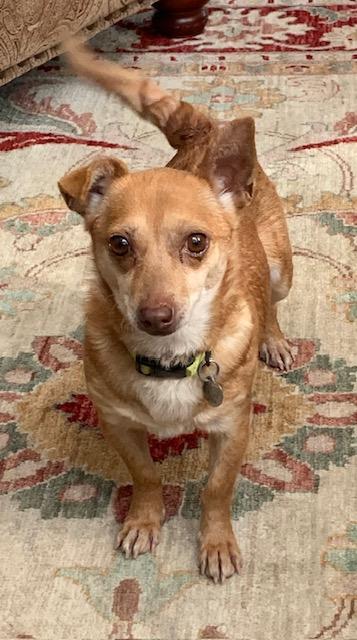 Ginger, Adult Female Chihuahua