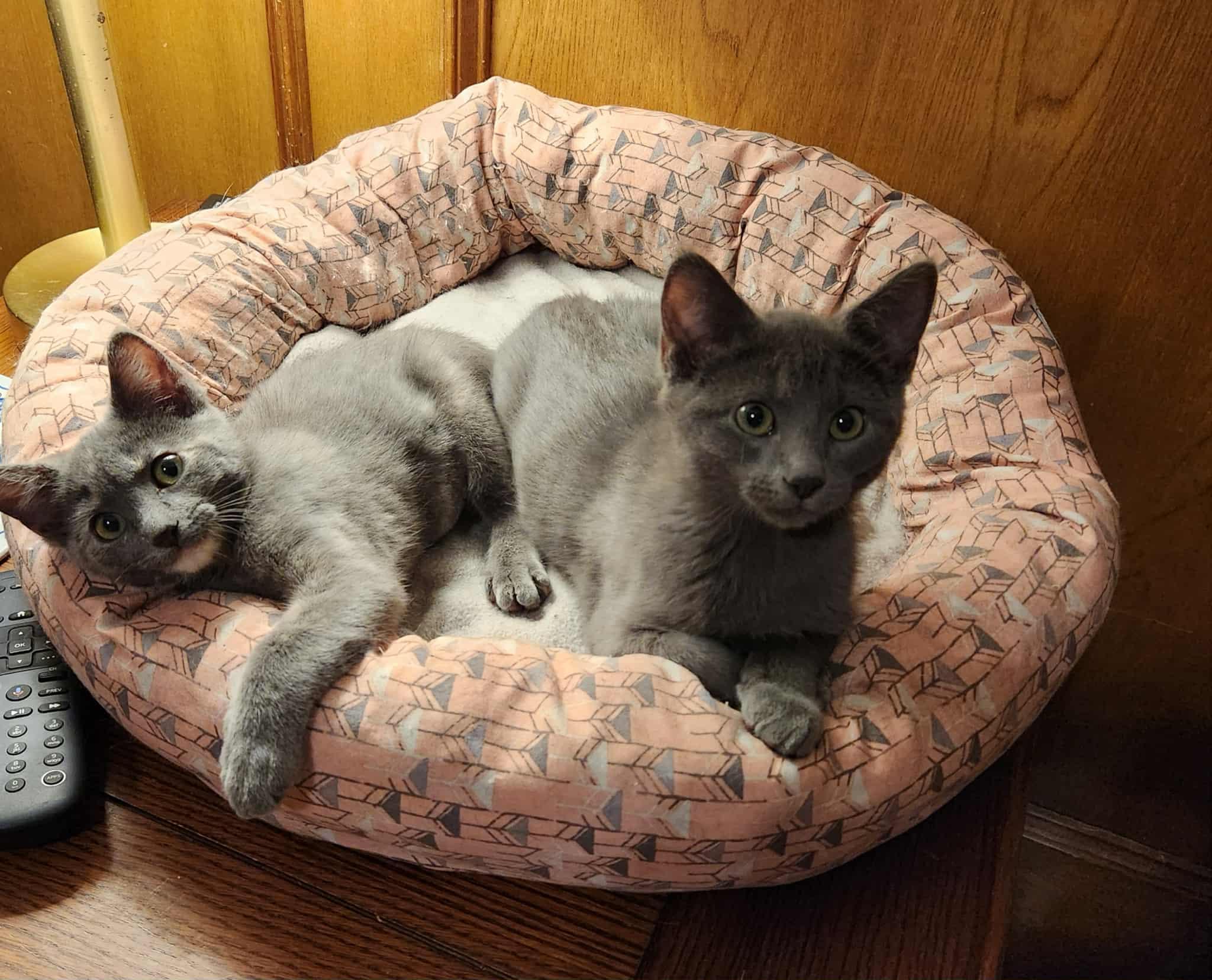 BlueBerry, adopted, Young Male Domestic Short Hair.