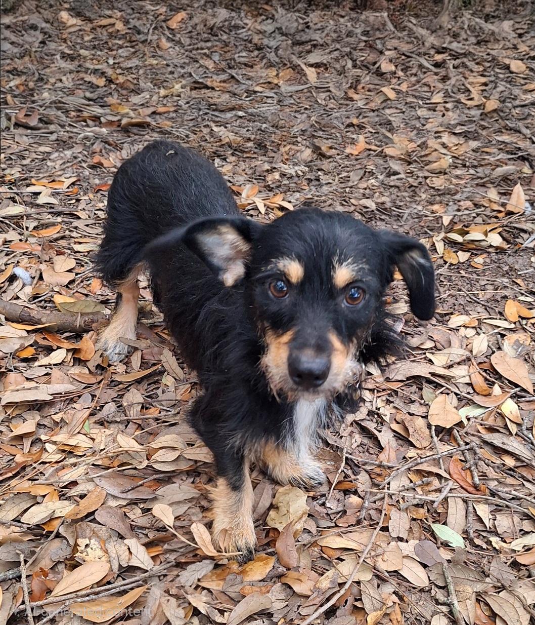 Nessarose BR14525-T, adoptable, Adult Female Border Terrier & Chihuahua.