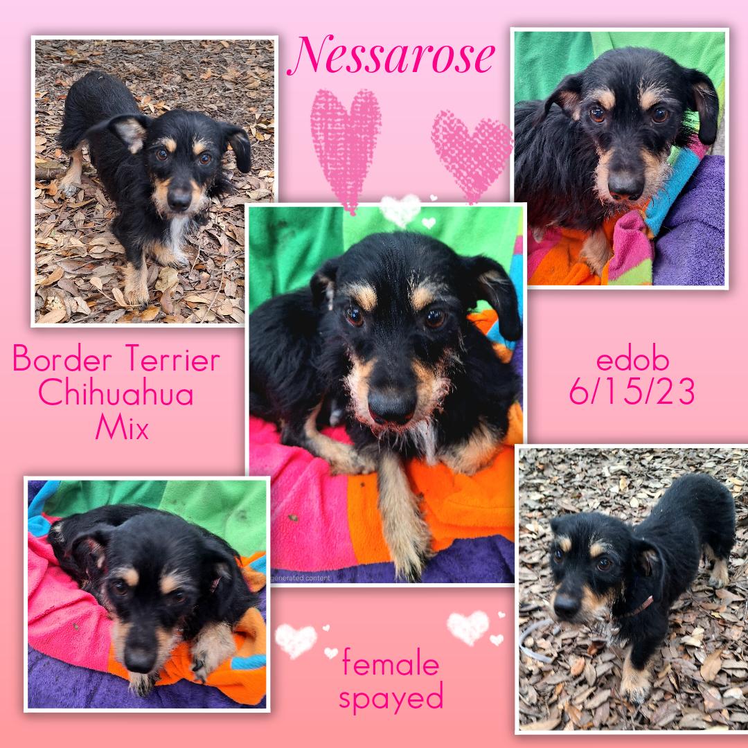 Nessarose BR14525-T, an adoptable mixed breed in Burlington, WA image 4/6