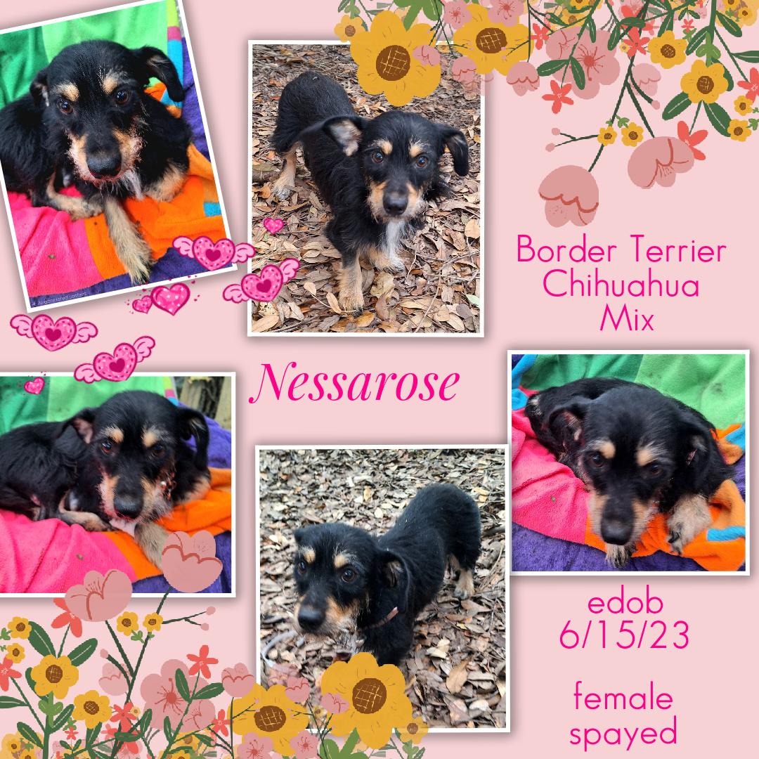 Nessarose BR14525-T, an adoptable mixed breed in Burlington, WA image 6/6