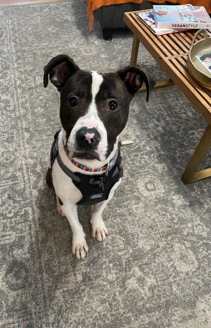 Juzzo, Adopted, Young Male American Staffordshire Terrier & Fox Terrier.