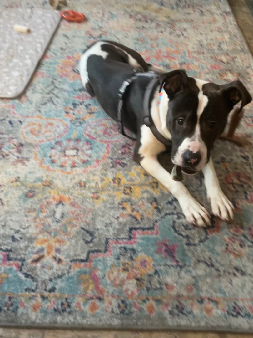 Juzzo, a Adopted mixed breed in Pleasant Ridge, MI image 2/11