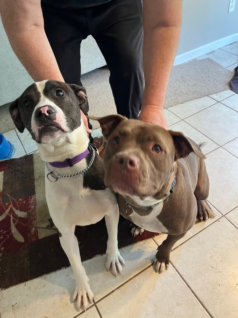 Juzzo, a Adopted mixed breed in Pleasant Ridge, MI image 3/11