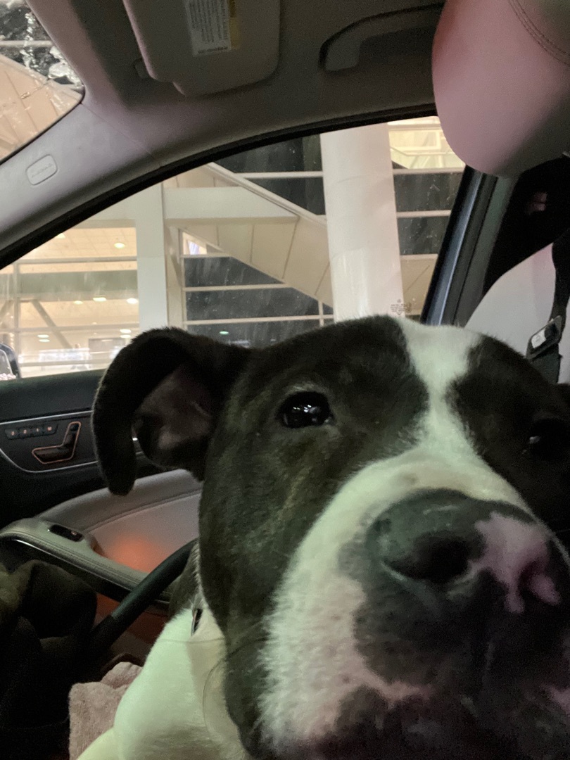 Juzzo, a Adopted mixed breed in Pleasant Ridge, MI image 4/11