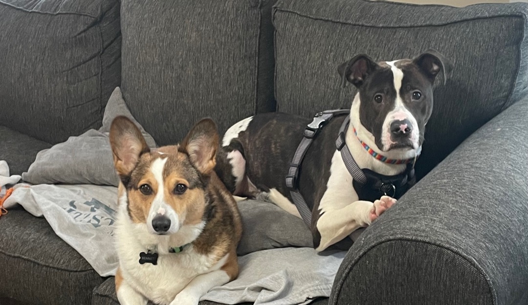 Juzzo, a Adopted mixed breed in Pleasant Ridge, MI image 5/11